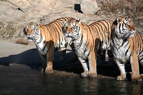 三 隻 老虎